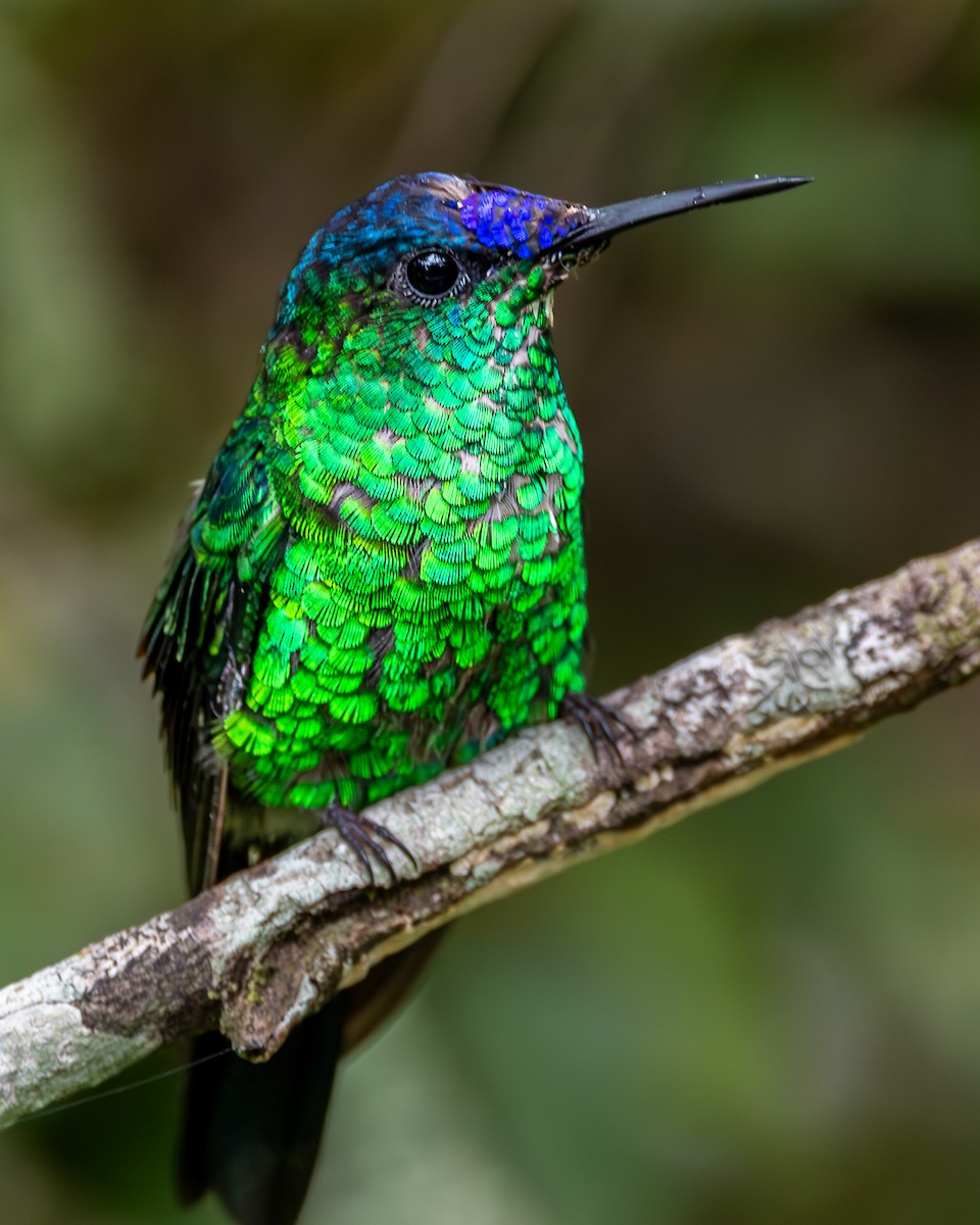 kolibřík fialovotemenný - ML615223830