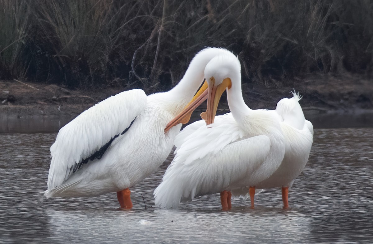 American White Pelican - Rick Potts