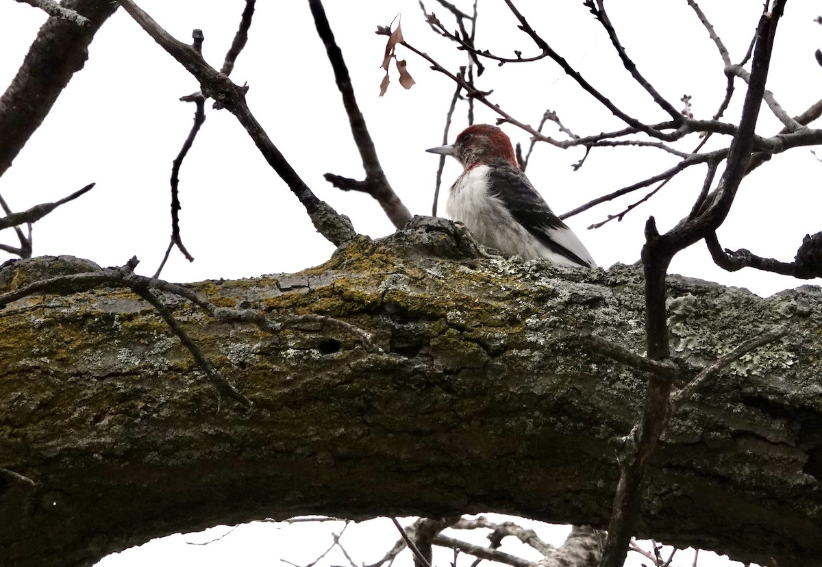 Red-headed Woodpecker - ML615224078