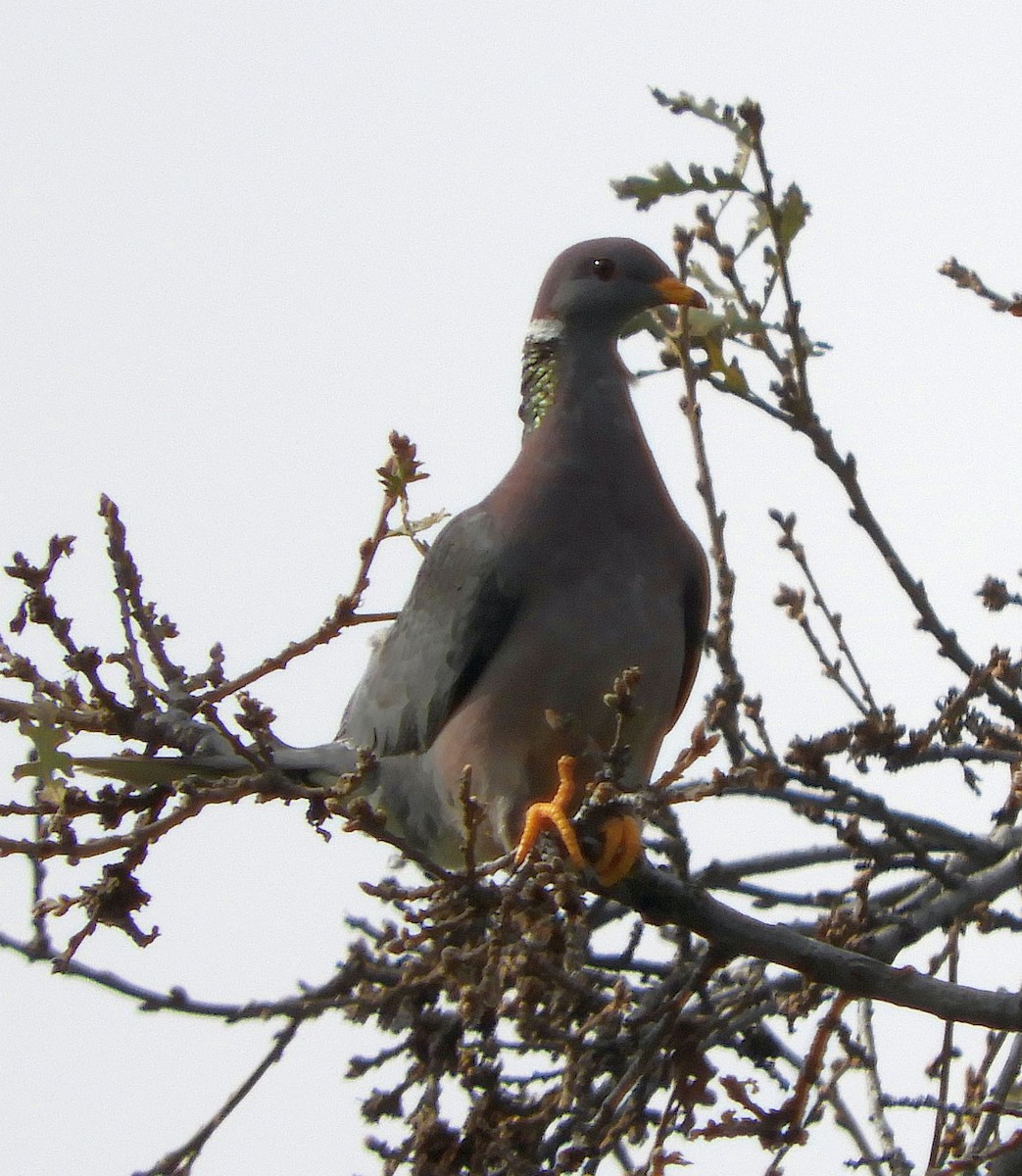 Band-tailed Pigeon - ML615224083