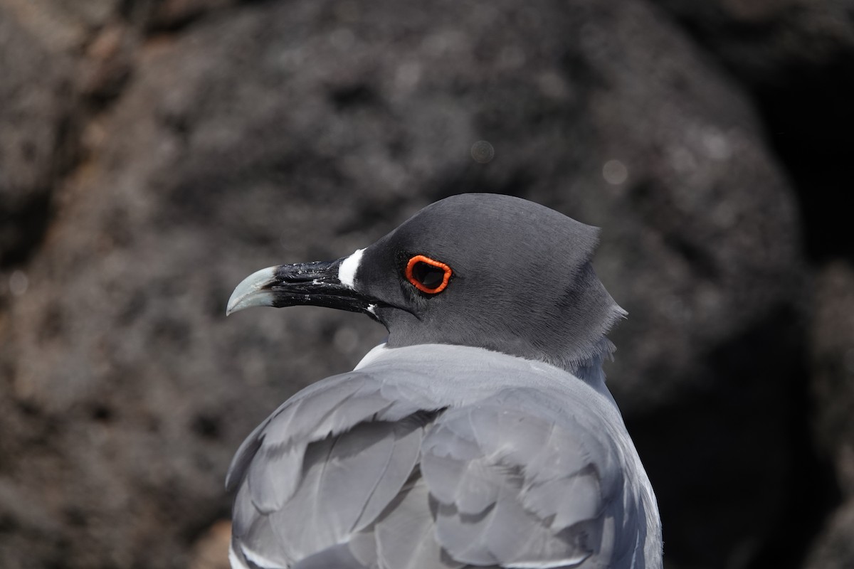 Swallow-tailed Gull - ML615224323