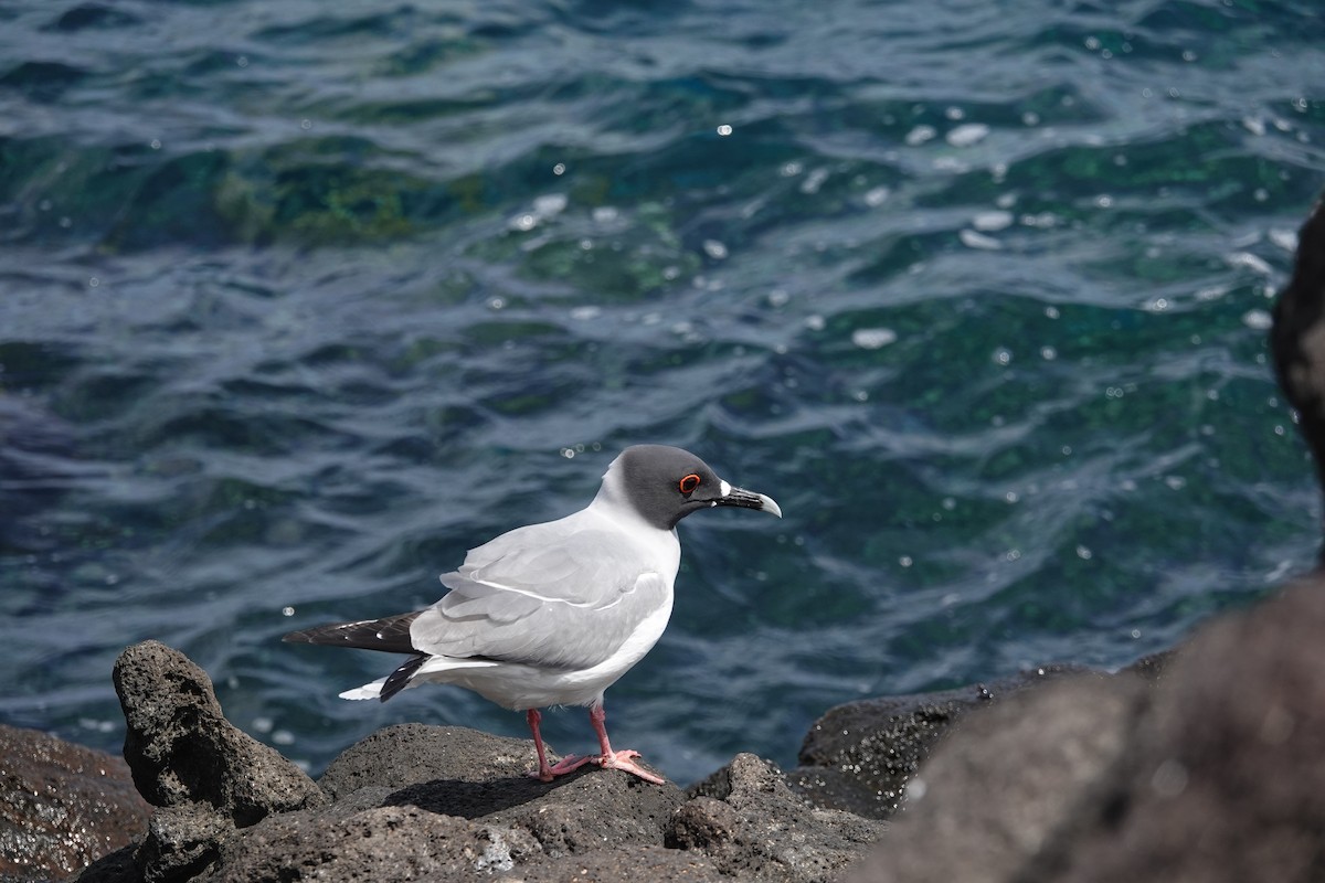 Swallow-tailed Gull - ML615224324