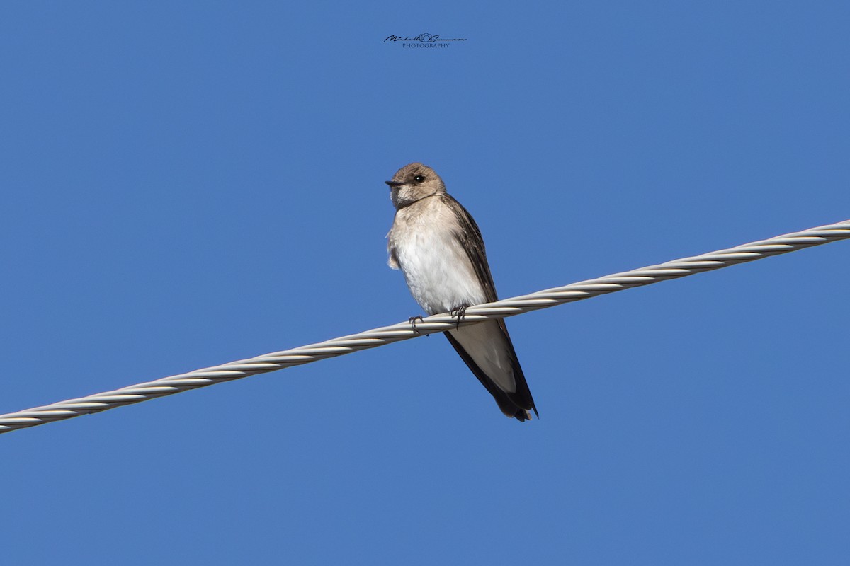 Northern Rough-winged Swallow - ML615224358