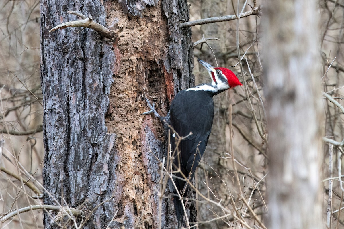 Pileated Woodpecker - Brian McGee