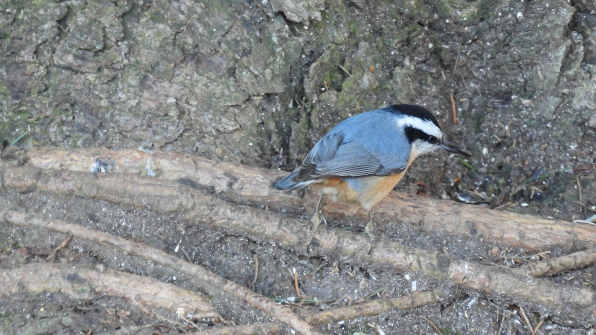 Red-breasted Nuthatch - ML615224707