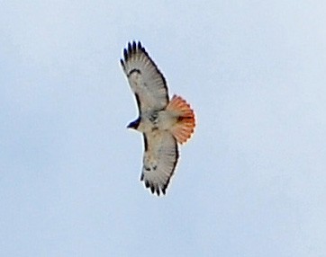 Red-tailed Hawk - ML615224794