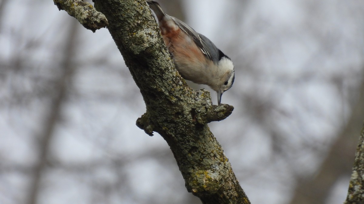 White-breasted Nuthatch - Lillian G