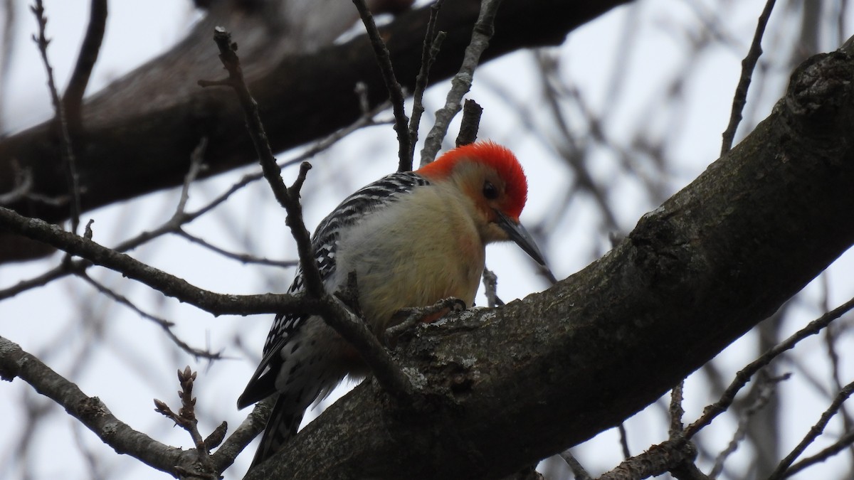 Red-bellied Woodpecker - ML615225029