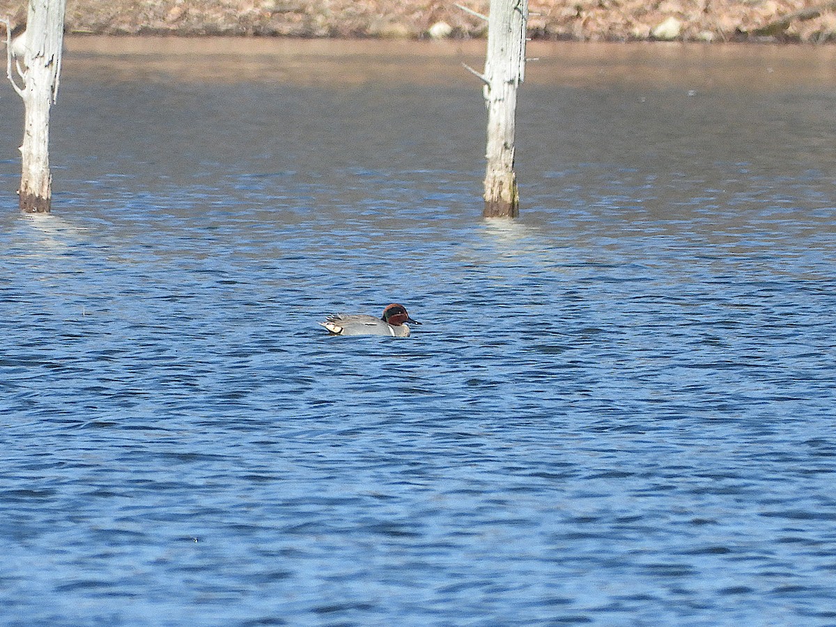 Green-winged Teal - ML615225119