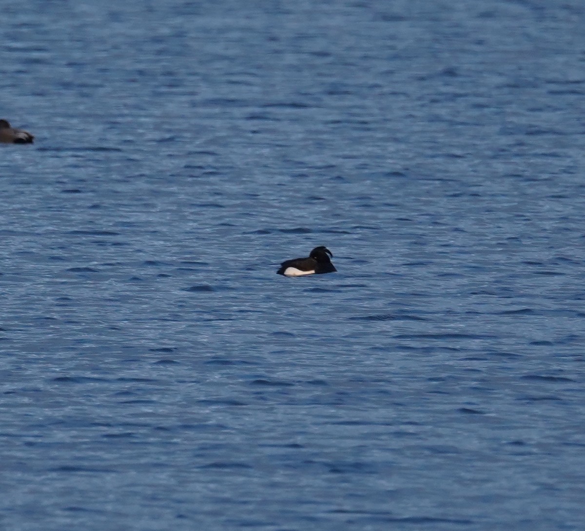 Tufted Duck - ML615225198