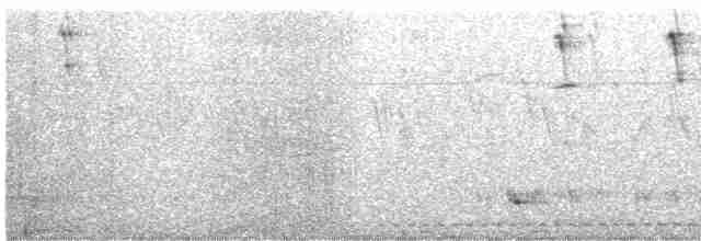 Grallaire ondée - ML615225291