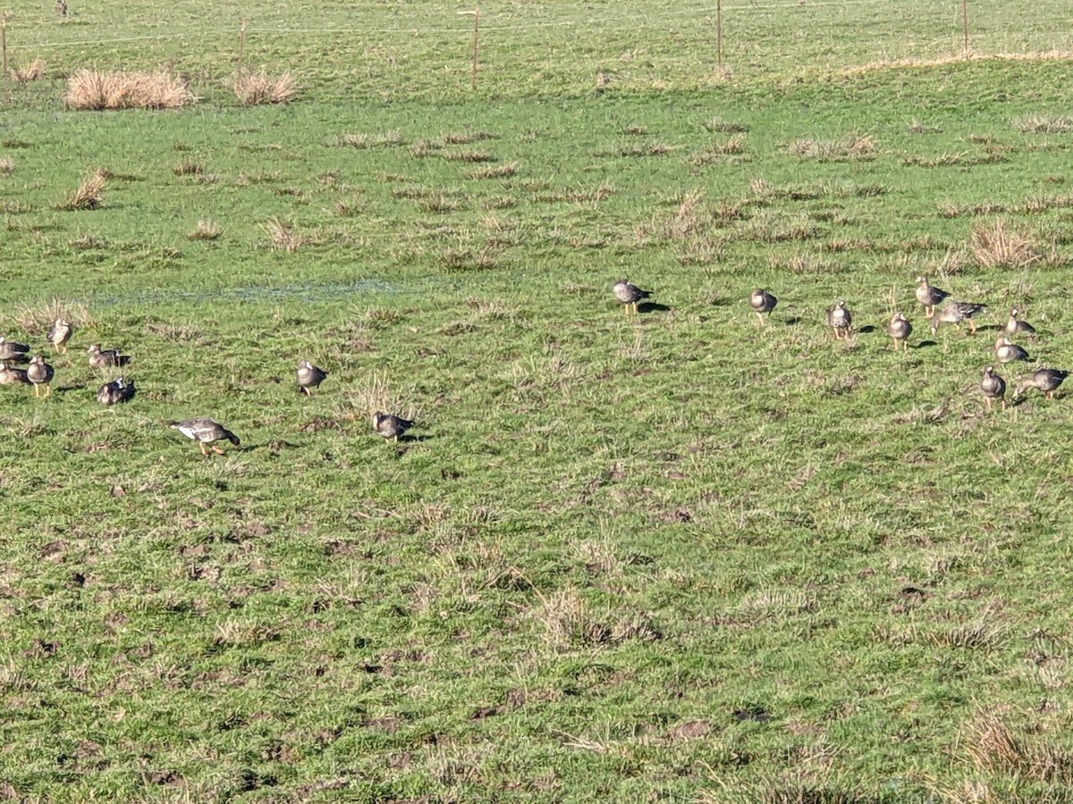 Greater White-fronted Goose - ML615225340