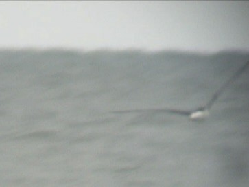 Atlantic Yellow-nosed Albatross - ML615225777