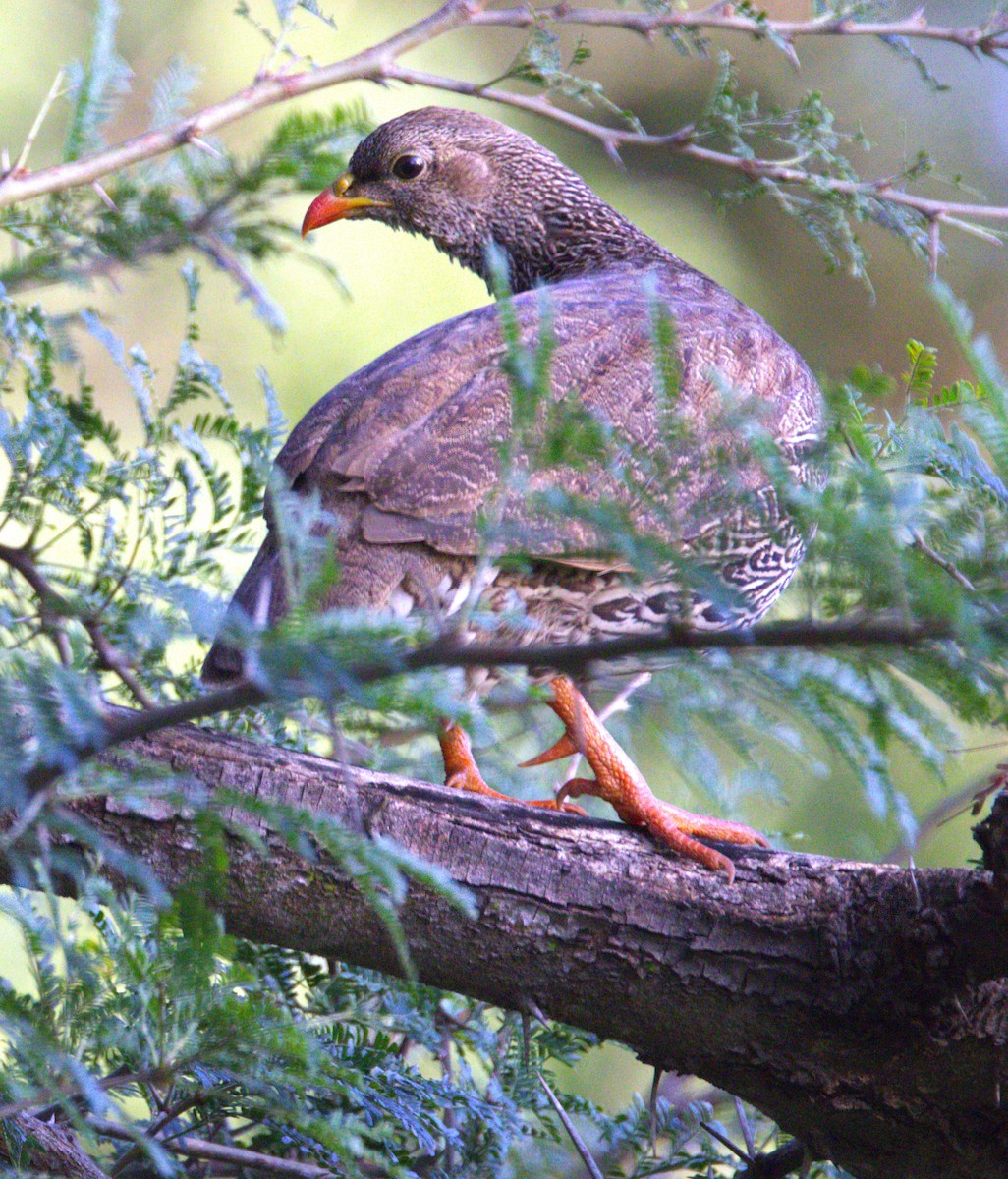 Ebird Checklist Jan Luvuvhu East Species