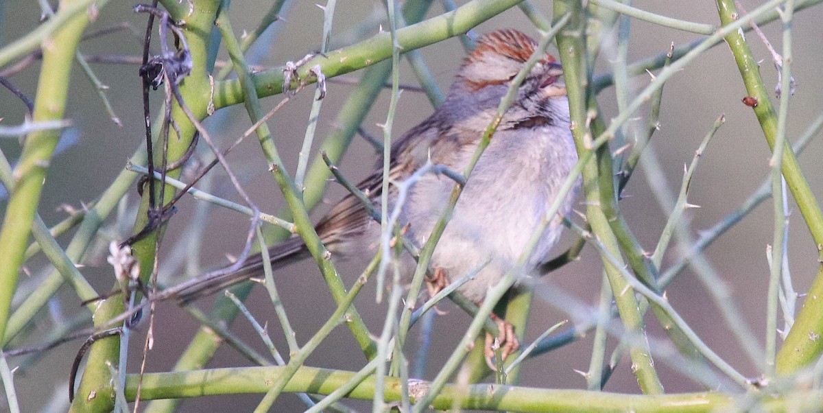 Rufous-winged Sparrow - ML615225928