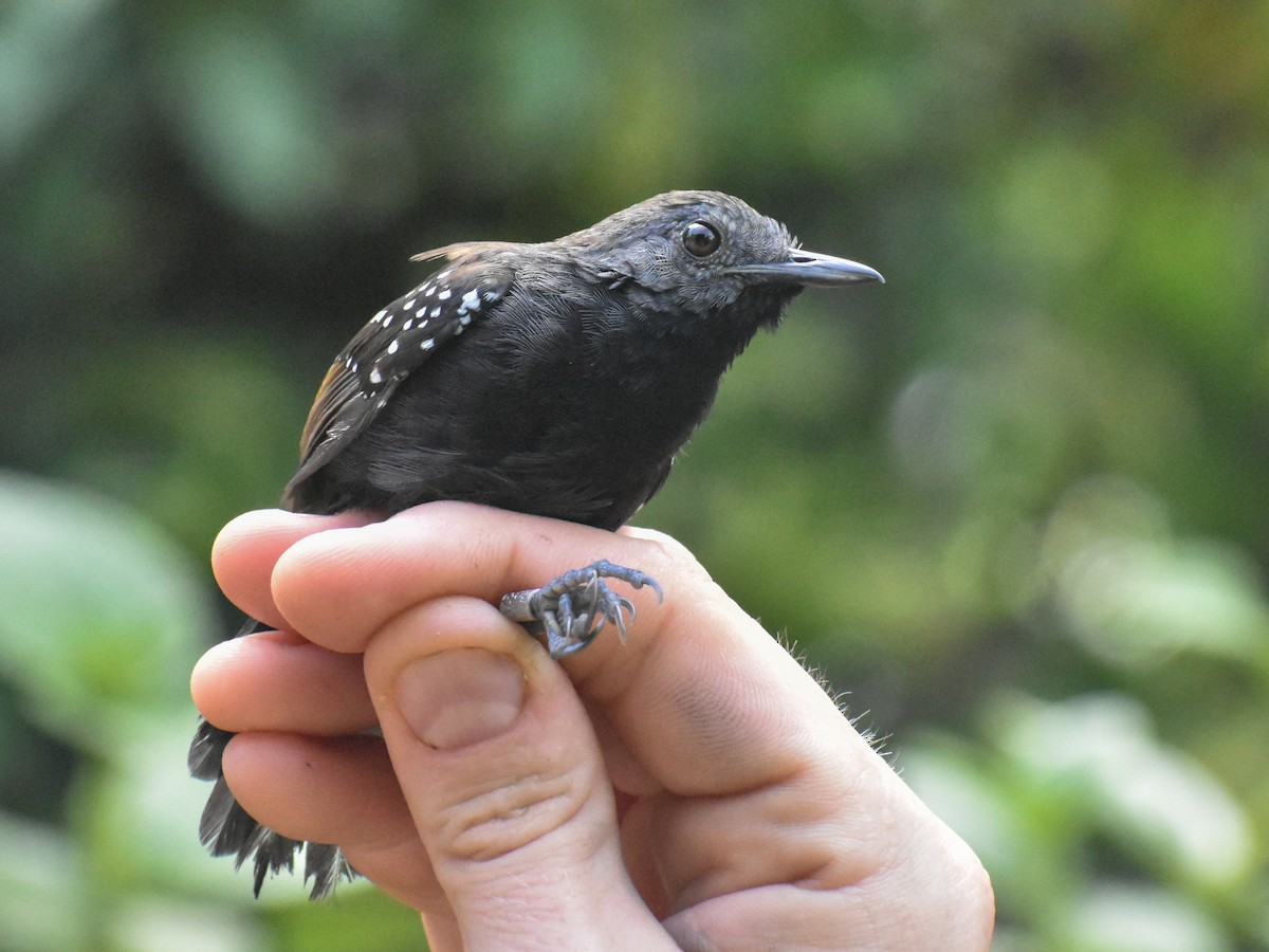 Black-throated Antbird - ML615226012
