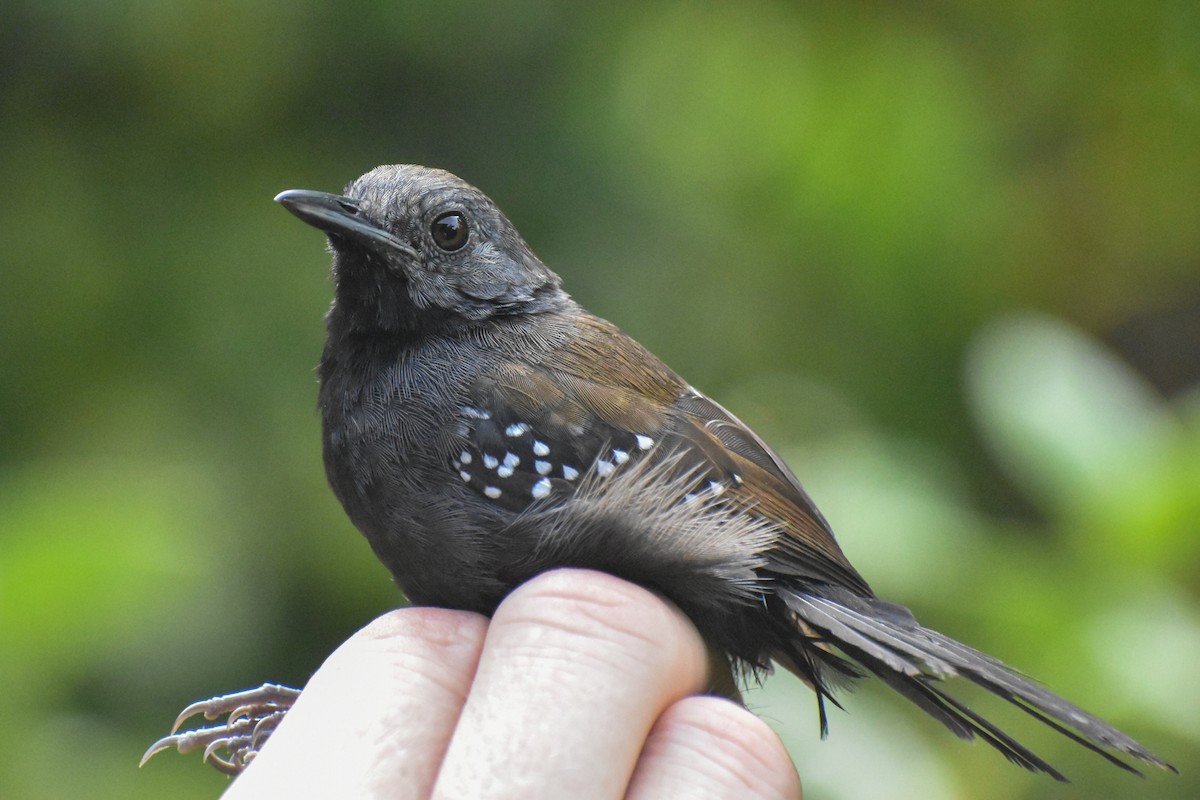 Black-throated Antbird - ML615226013