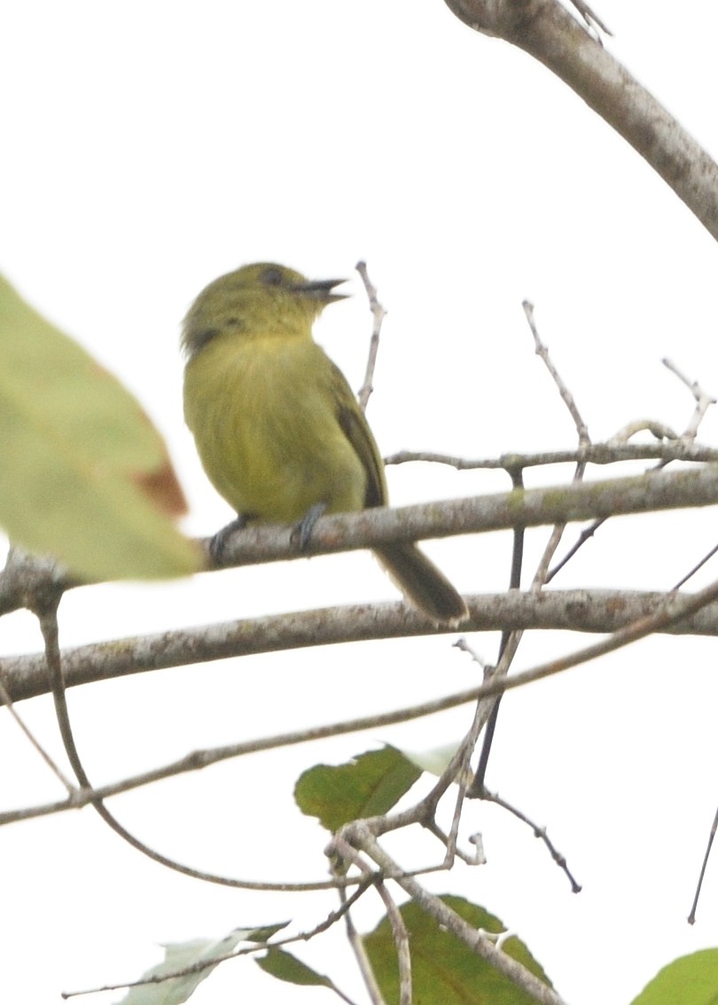 Olive-faced Flatbill - ML615226197