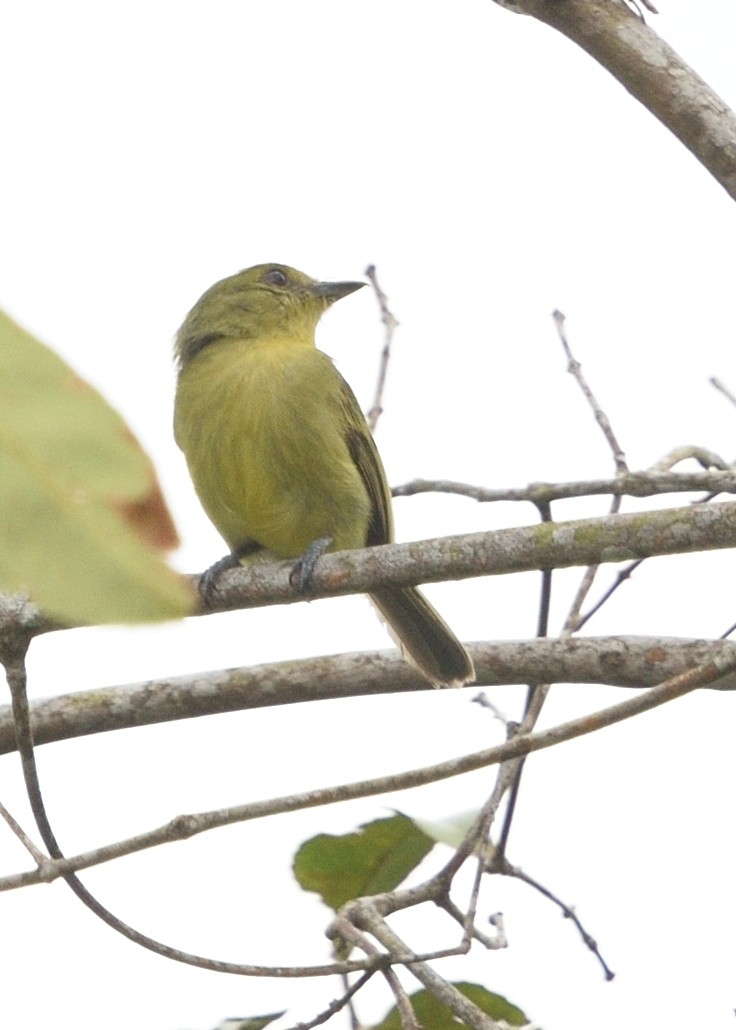 Olive-faced Flatbill - ML615226198