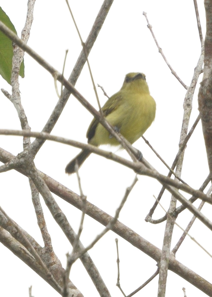 Olive-faced Flatbill - ML615226199