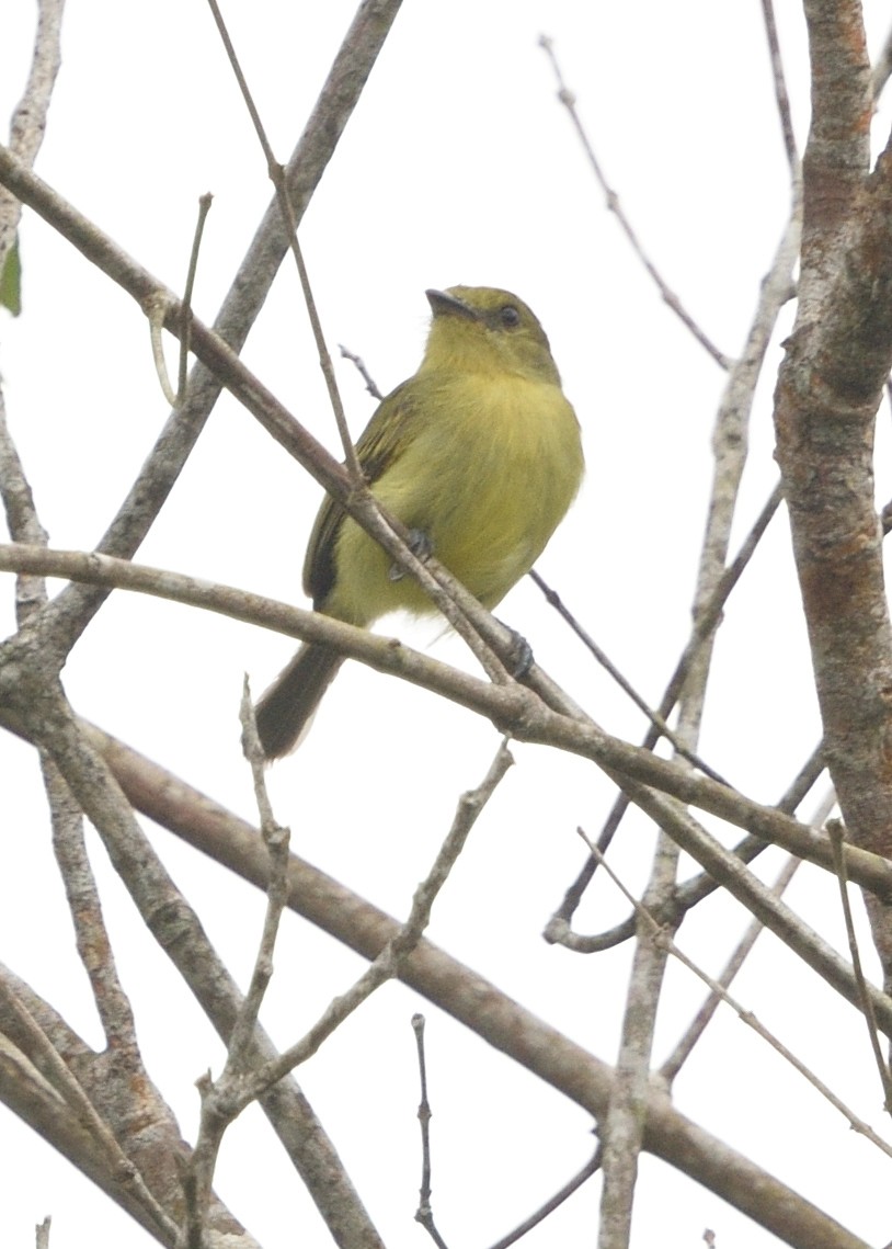 Olive-faced Flatbill - ML615226200
