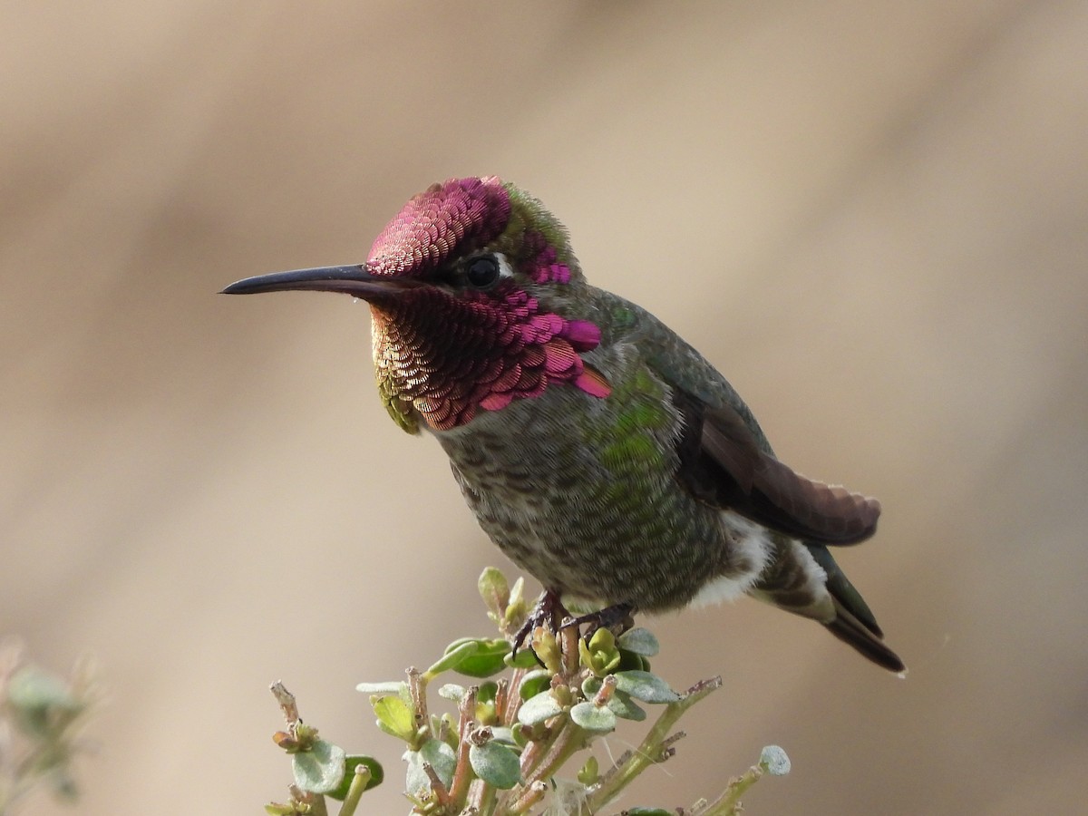 Anna's Hummingbird - ML615226413