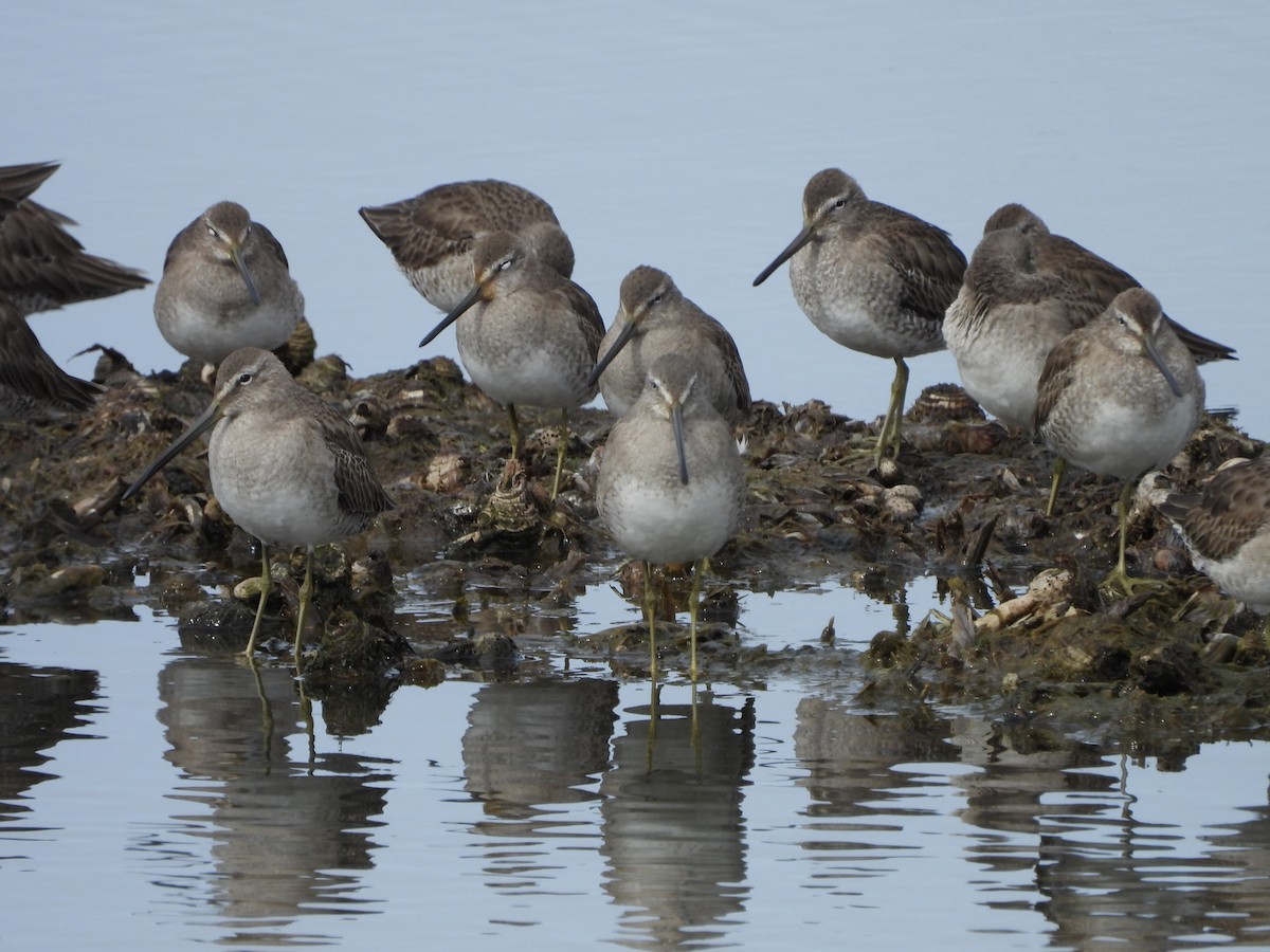 Long-billed Dowitcher - ML615226472