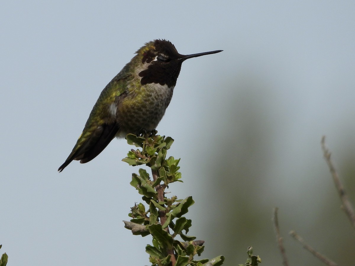 Anna's Hummingbird - ML615226494