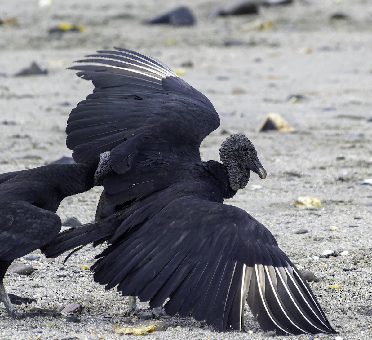 Black Vulture - ML615226512