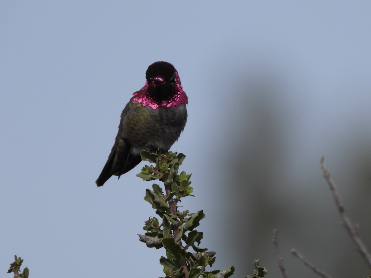 Anna's Hummingbird - ML615226513