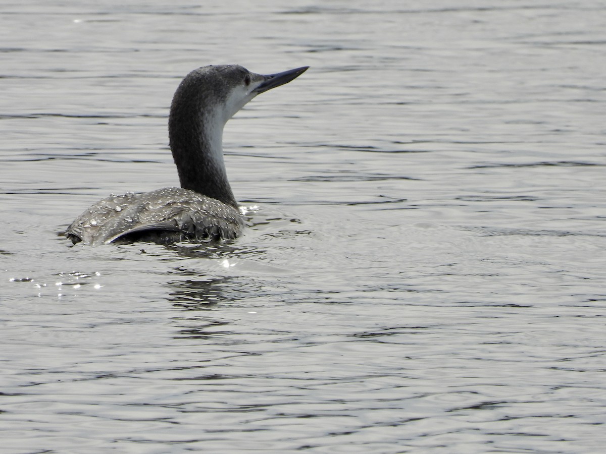Red-throated Loon - ML615226574