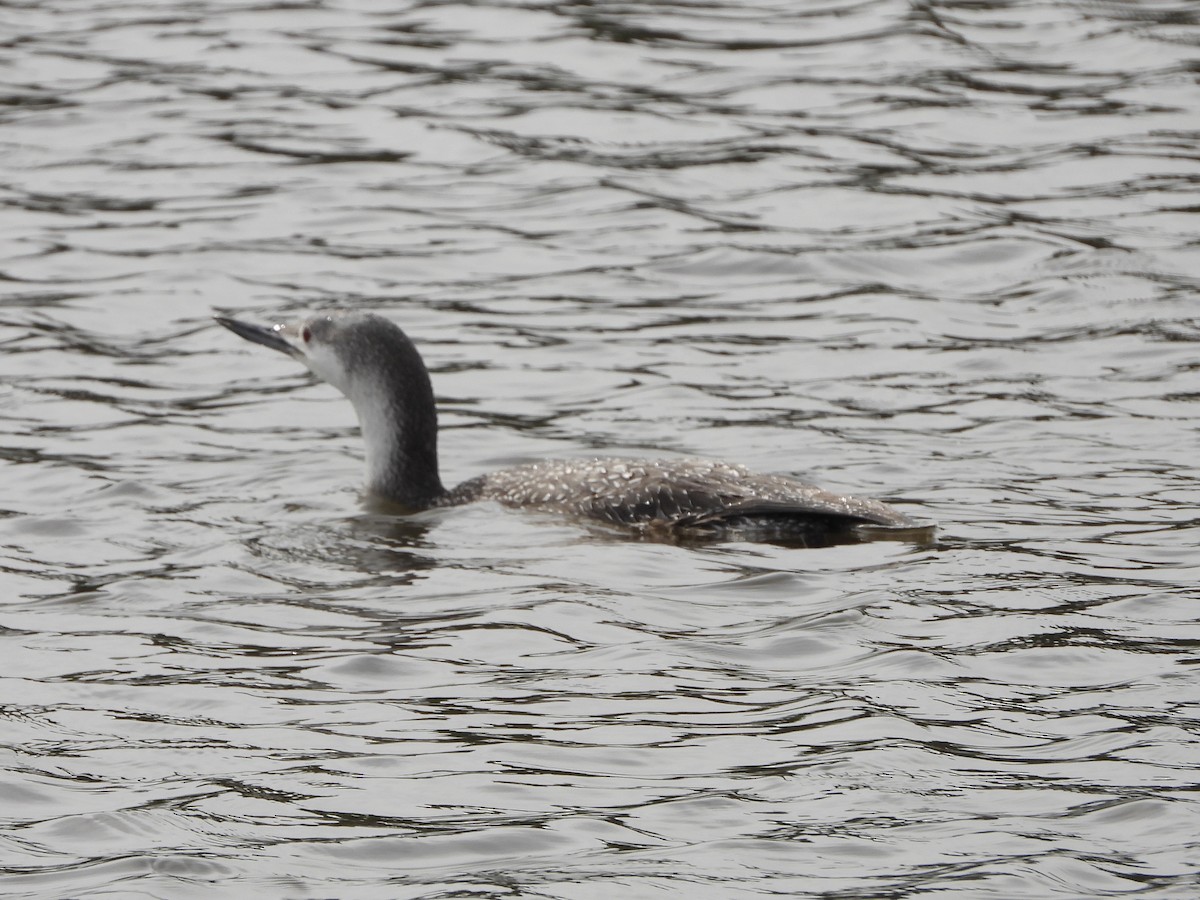 Red-throated Loon - ML615226582