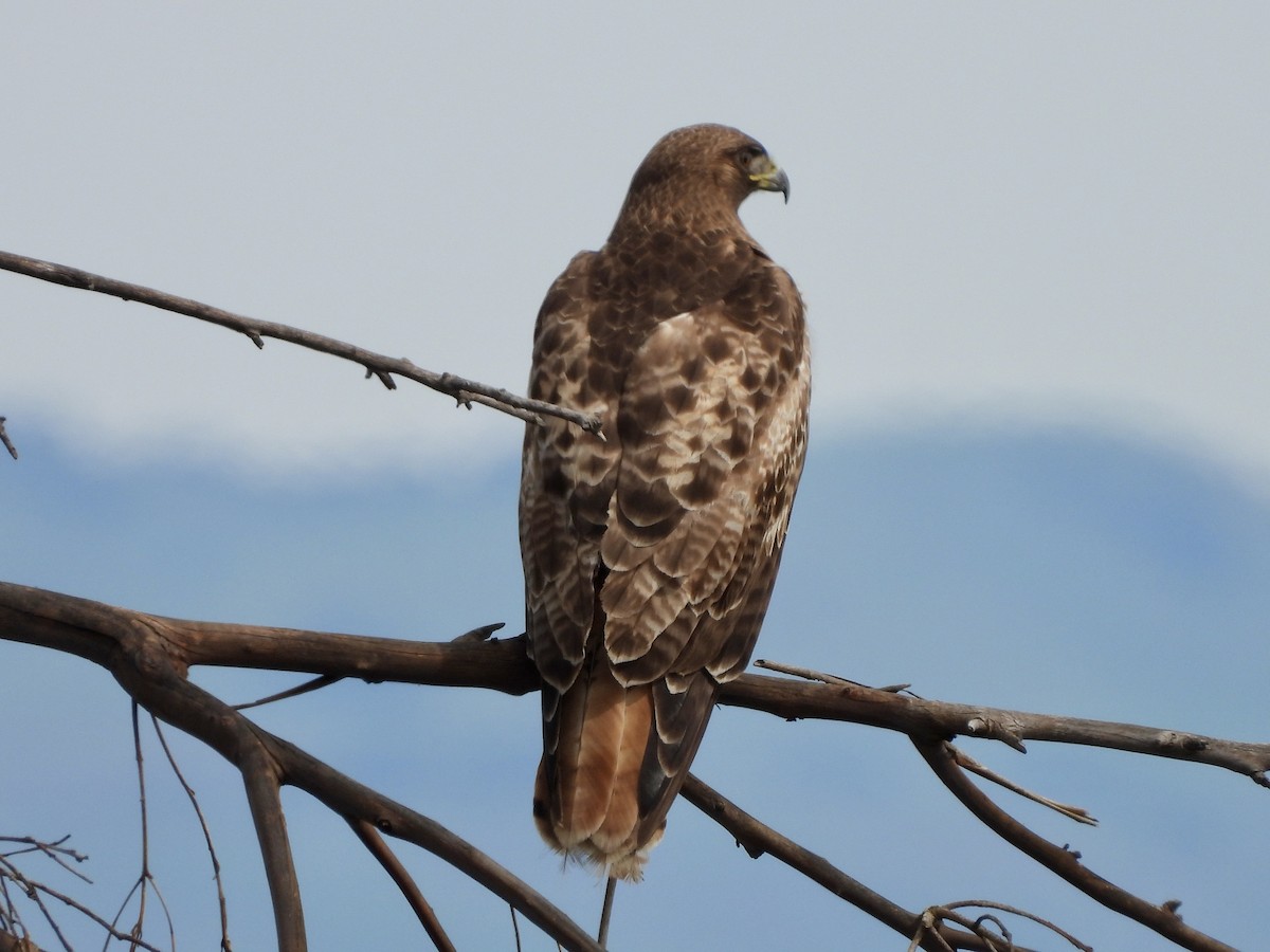 Red-tailed Hawk - ML615226625
