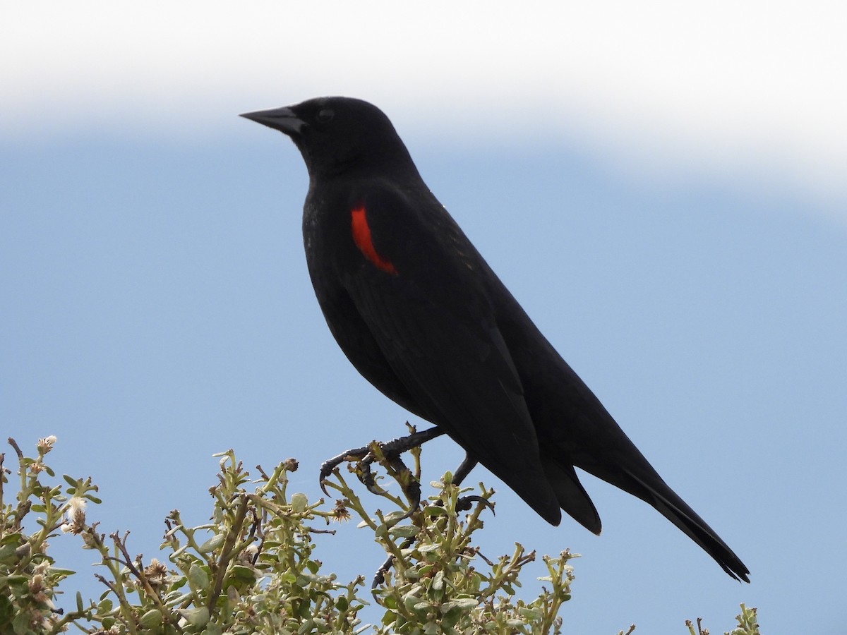 Red-winged Blackbird - ML615226674