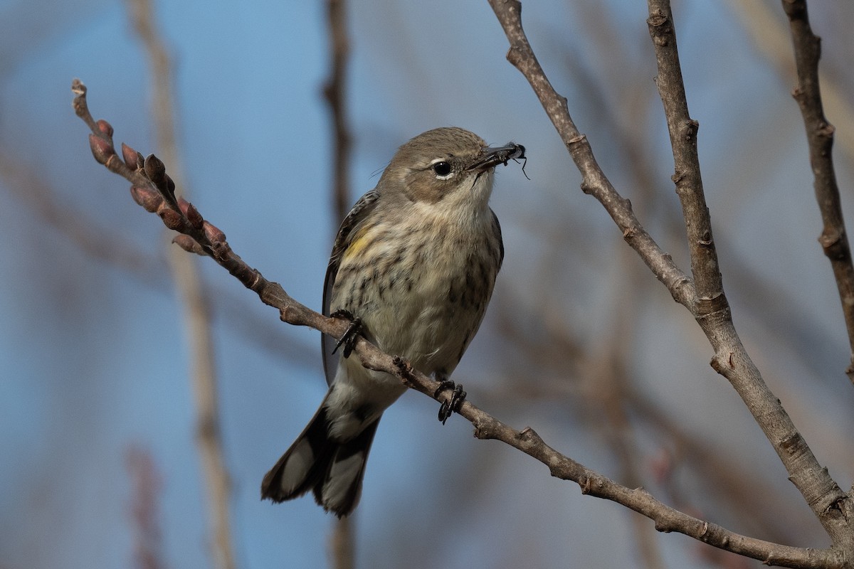 Yellow-rumped Warbler (Myrtle) - Sebastian Jones