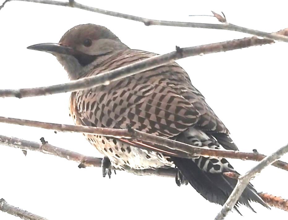 Northern Flicker (Yellow-shafted x Red-shafted) - ML615226993