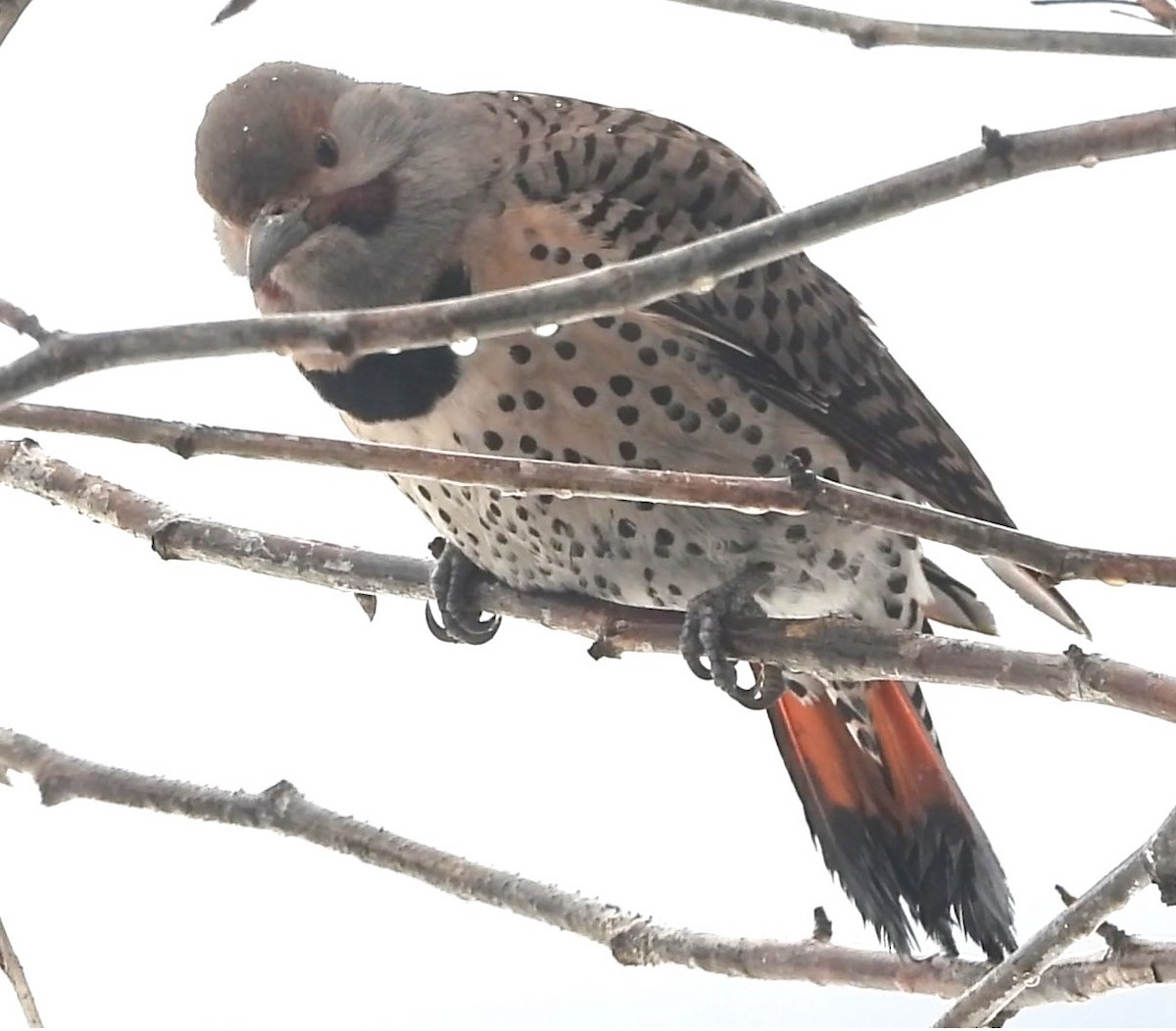 Northern Flicker (Yellow-shafted x Red-shafted) - ML615227026