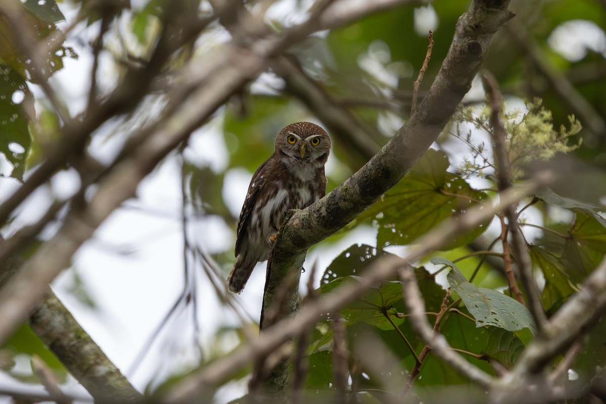 Ferruginous Pygmy-Owl - ML615227028