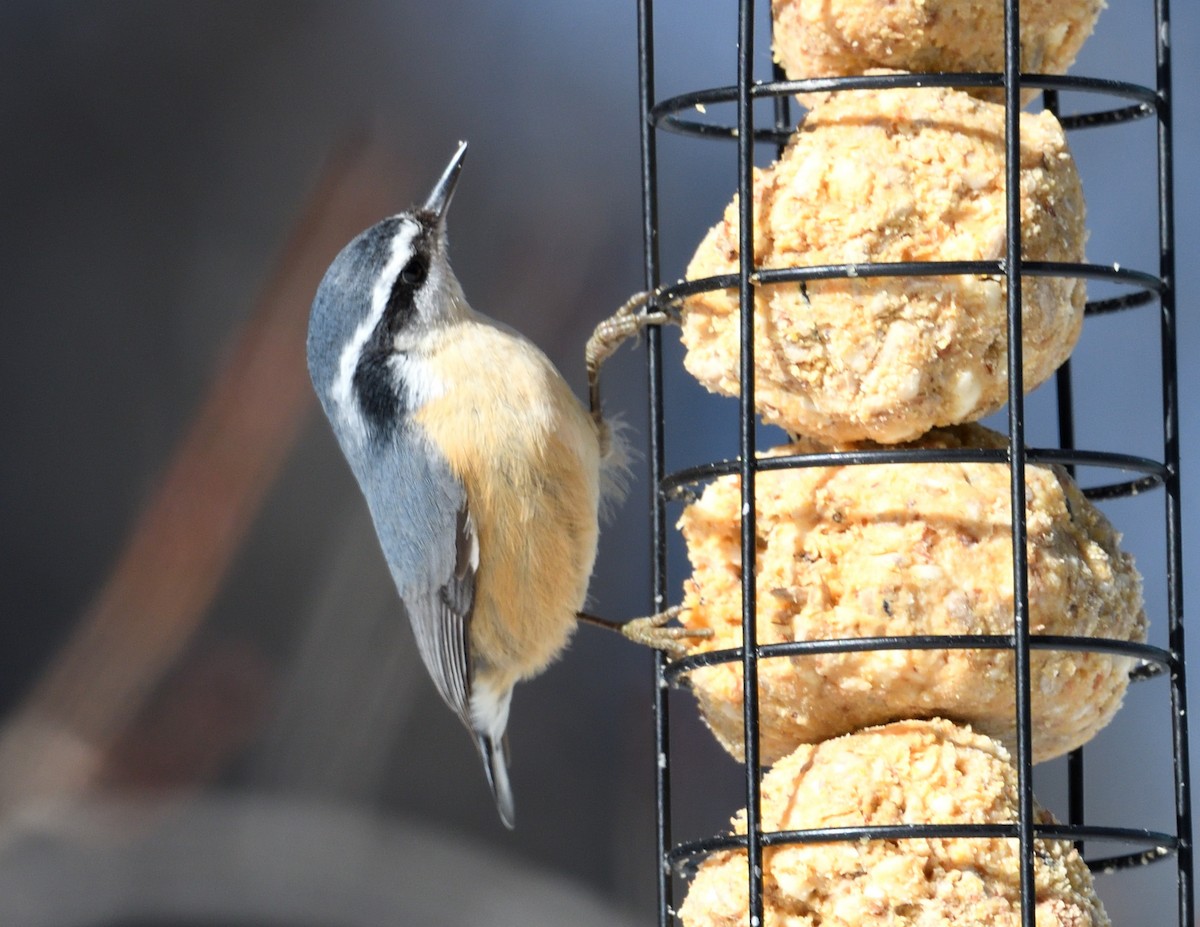 Red-breasted Nuthatch - ML615227064
