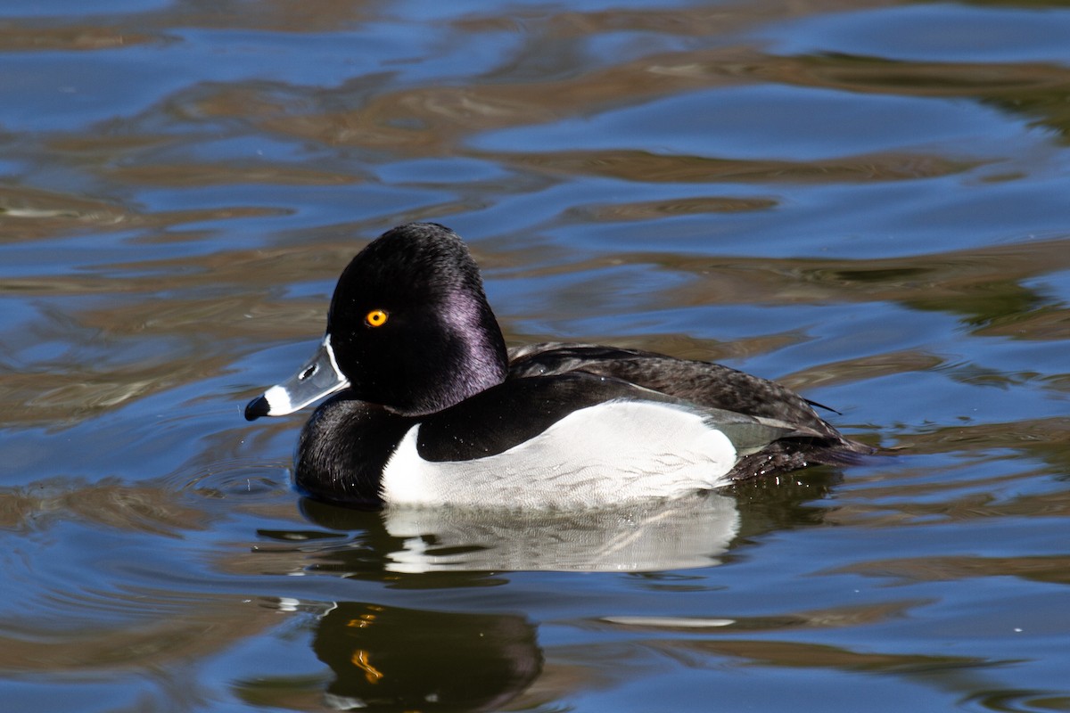 Ring-necked Duck - ML615227208