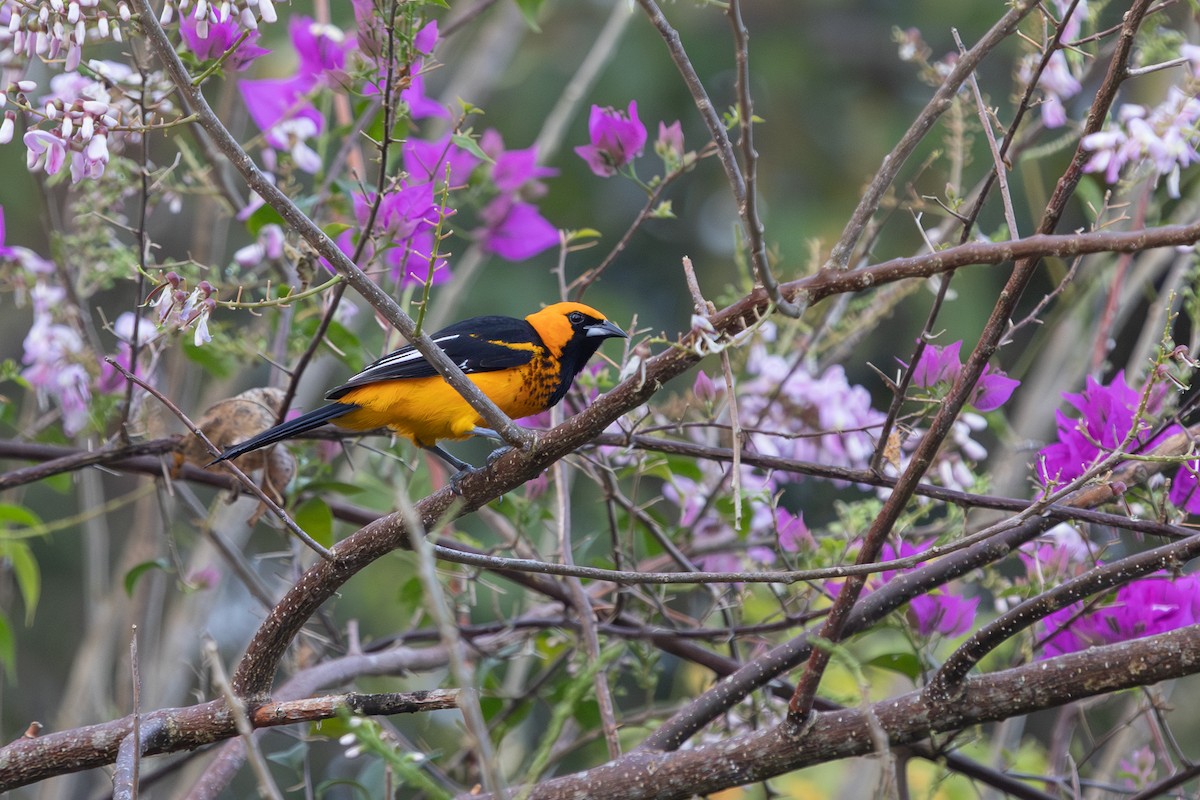 Spot-breasted Oriole - ML615227223