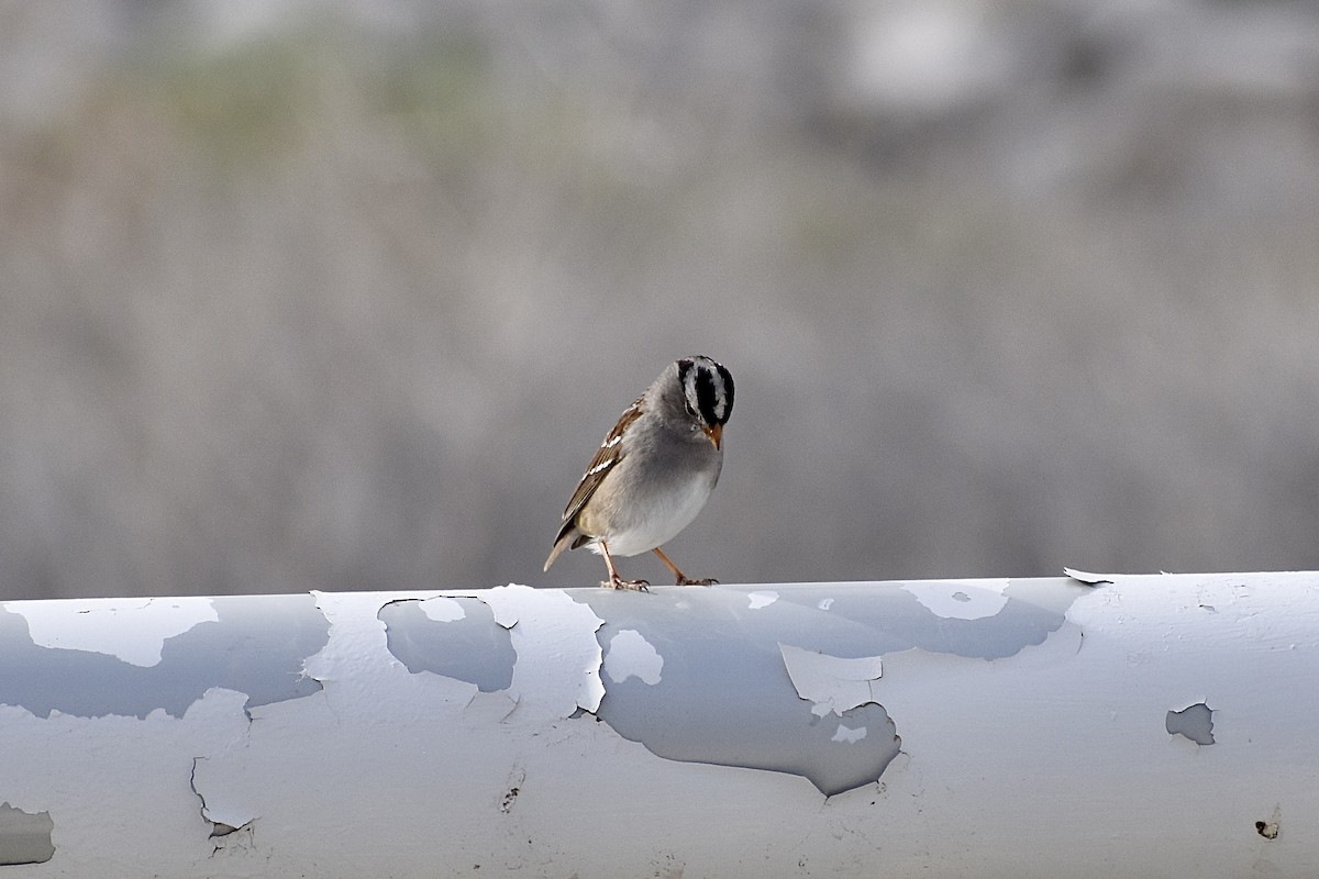 White-crowned Sparrow - ML615227537