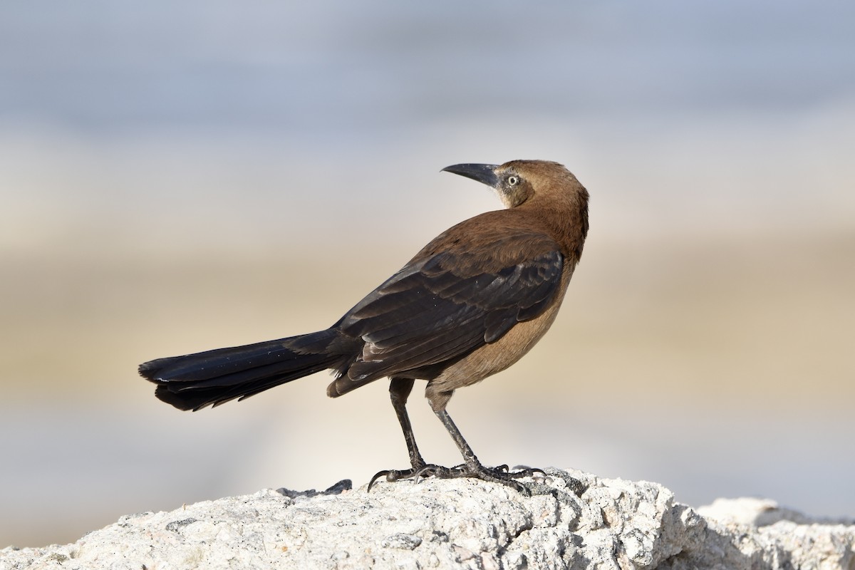 Great-tailed Grackle - ML615227615