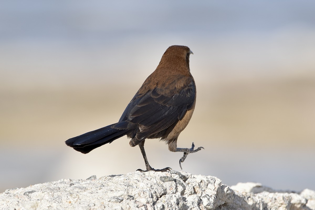 Great-tailed Grackle - ML615227616