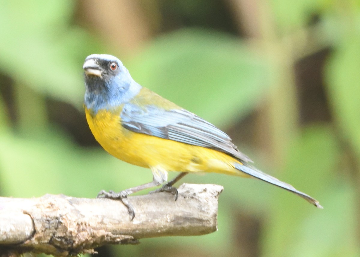 Blue-and-yellow Tanager - ML615227820