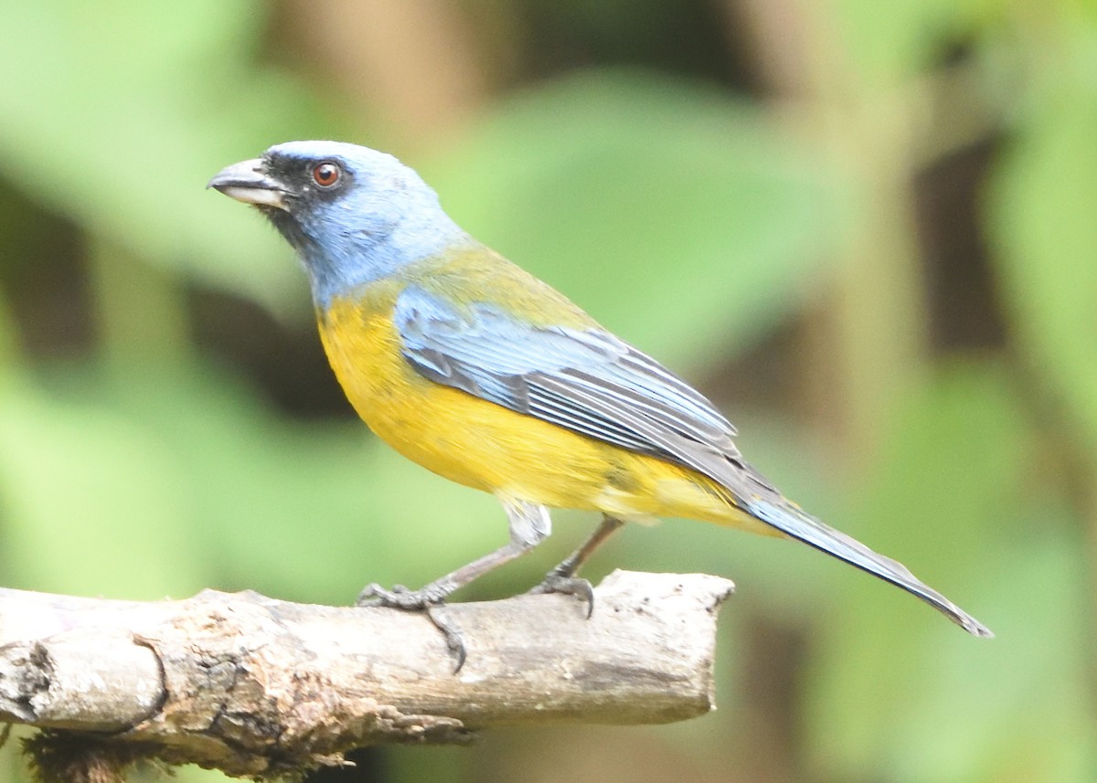 Blue-and-yellow Tanager - ML615227821