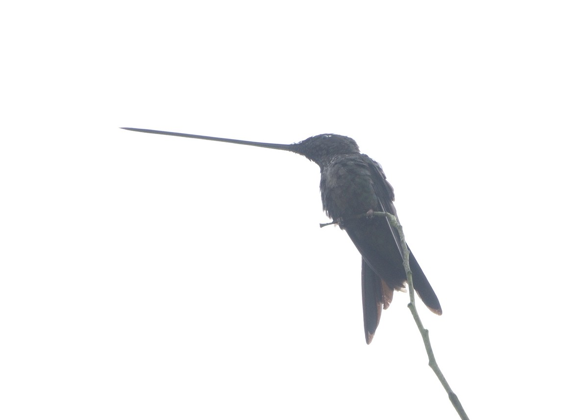 Sword-billed Hummingbird - ML615227834
