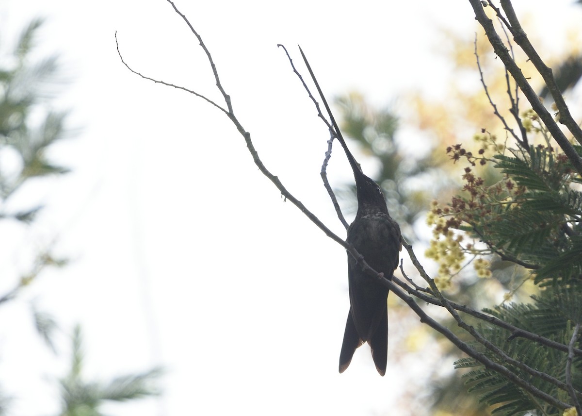 Sword-billed Hummingbird - Guy Babineau