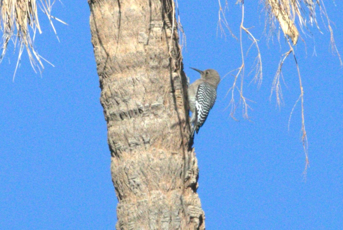 Gila Woodpecker - ML615227954