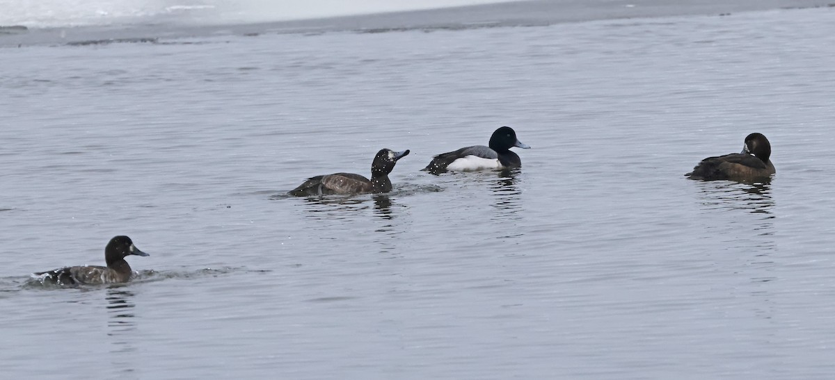 Greater Scaup - ML615228002